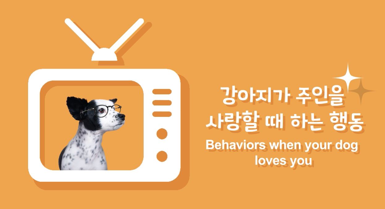 강아지가 주인을 사랑할 때 하는 행동 Bcoe Tv - 비코